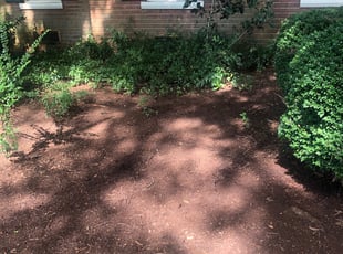 Leaf Removal by Juliocesar Alfaro for Cynthia W. in Charlotte, NC