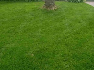 Joslynn C.'s Lawn Maintenance service result
