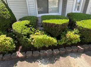 Bush Trimming by Steven Moreira for Sherrie M. in Virginia Beach, VA