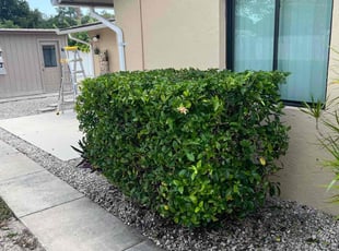 Bush Trimming by Harold Cummings for James S. in Palm Bay, FL