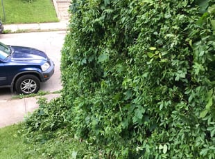 Bush Trimming by Marquis Johnson for Brandy S. in Columbus, OH