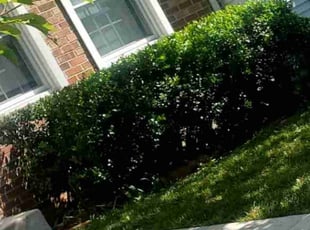Bush Trimming by Travell Dixon for John G. in Silver Spring, MD