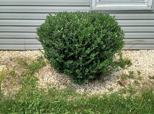 Bush Trimming by Dorian Moody for Jeffrey K. in Willingboro, NJ