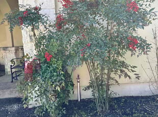 Weeding by Brian Sky for Karen L. in San Antonio, TX