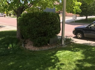 Bush Trimming by Jamill Pacheco for Summer B. in Colorado Springs, CO