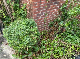 Bush Trimming by Stevo Lee for Dee B. in Fort Washington, MD