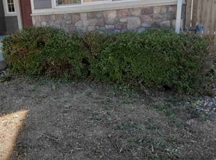 Bush Trimming by Roger Jimenez for Nathan M. in Colorado Springs, CO