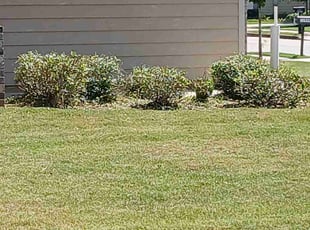 Bush Trimming by Michael Davis for Leon E. in Hampton, GA
