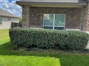Bush Trimming by Daniel Mora for Justin H. in Cibolo, TX