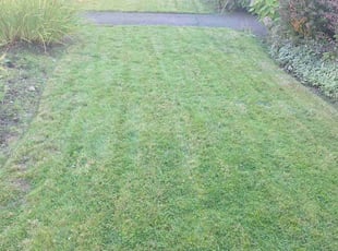 Randall P.'s Lawn Mowing service result