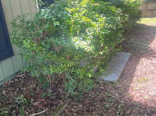 Bush Trimming by Sandra Gutierrez for Geneva K. in Holly Springs, NC