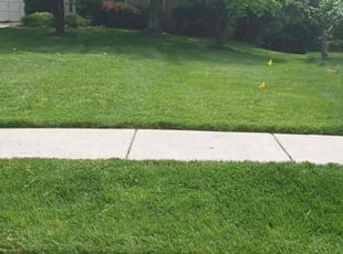 Mallory B.'s Lawn Mowing service result