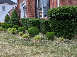 Bush Trimming by Alesandre Mejita Duarte for Abhi K. in Ashburn, VA