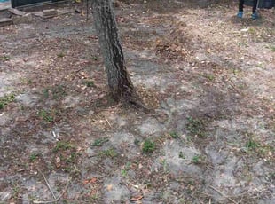 Leaf Removal by Jamaal Rahman for Linda A. in Lantana, FL