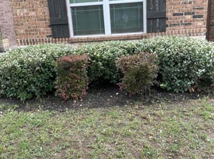 Bush Trimming by Trae Tindall for Darryl A. in Round Rock, TX