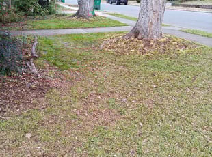 Leaf Removal by Alan Cortes for George S. in Charlotte, NC