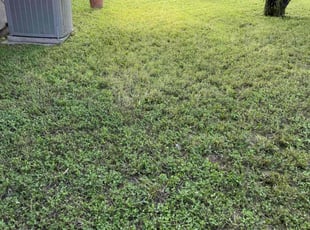 Weeding by Heriberto Lopez for Mike L. in Corpus Christi, TX