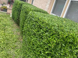 Bush Trimming by Mike Meadows for Angie G. in The Village, OK