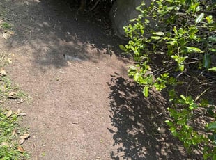 Weeding by Jonatan Santos for Miry R. in Alexandria, VA