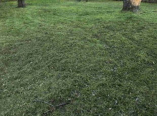Loretta S.'s Yard Cutting service result