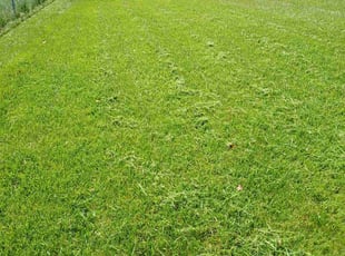 David P.'s Lawn Care service result