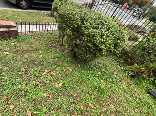 Bush Trimming by Caree Keith for Joseph M. in Washington, DC