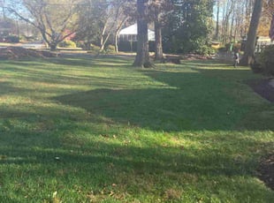 Leaf Removal by Gualberto Mazariegos for Heather J. in Fairfax, VA