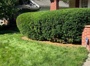 Bush Trimming by Troy Wheatley for Myron H. in Toledo, OH