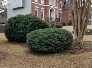 Bush Trimming by Christina Thomas for Katie D. in Alpharetta, GA