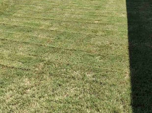 Sandra M.'s Lawn Maintenance service result