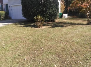 Leaf Removal by Adams Paiz for Brandon S. in Charlotte, NC