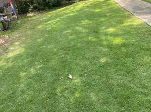 Anitra N.'s Lawn Mowing service result