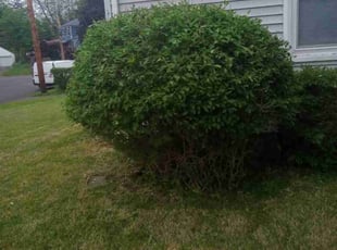 Bush Trimming by Jeremy Ellis for Doreen T. in New Haven, CT