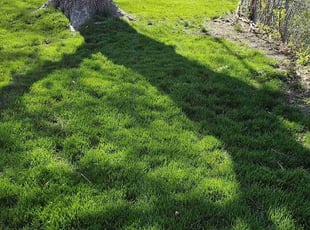 Victoria S.'s Grass Cutting service result