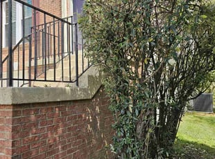 Bush Trimming by Artavius Clark for Victoria S. in Clinton, MD