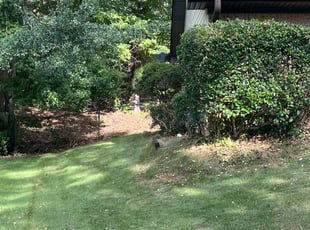 Bush Trimming by Julius Snipes for Tremaine T. in Morrow, GA