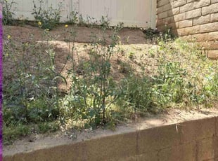 Weeding by Ricky Garcia for Jonathan J. in Yucaipa, CA