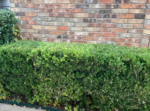 Bush Trimming by Wade Rupe for Natalie L. in Arlington, TX