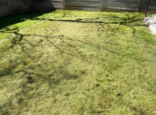Mansi B.'s Lawn Care service result