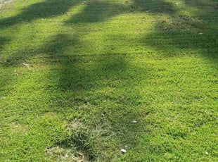 Leaf Removal by Joshua Walker for Melissa T. in Decatur, GA
