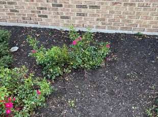 Bush Trimming by Jobe Homan for Patti T. in Cincinnati, OH