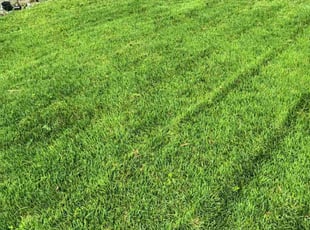 Kelly W.'s Lawn Maintenance service result