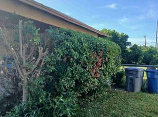 Bush Trimming by Jesus Valencia for jason s. in Dallas, TX