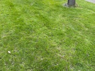 Bush Trimming by Kenneth Walton for Karen B. in Roseville, MN