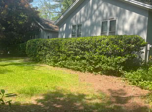 Bush Trimming by Sandra Gutierrez for Holland D. in Raleigh, NC