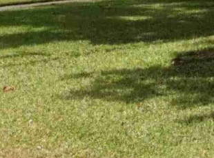 Leaf Removal by Efrain Perez for Natalie J. in Cypress, TX