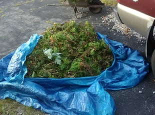 Bush Trimming by William Pittenger for Marjorix D. in Easton, PA