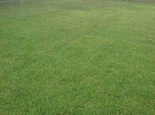 Dee T.'s Lawn Care service result