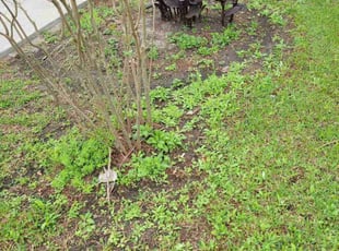 Cleanups by Yennifer Campos for Keesha B. in Houston, TX