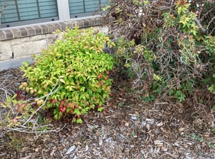 Weeding by Dewey Wilder for David M. in Willow Park, TX
